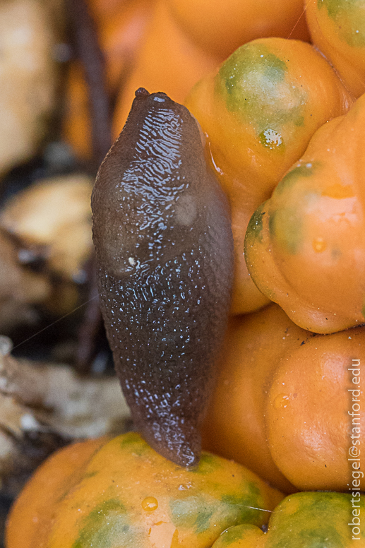 small slug on pumpkin
